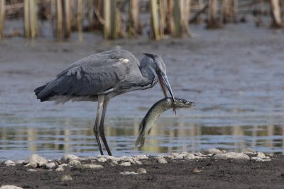 Grey heron, juvenile