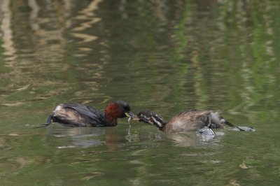 Little grebes