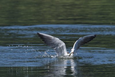 Black-headed gull, catching fish