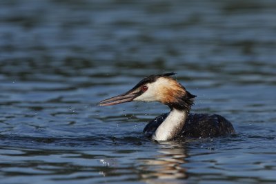 Great Crested Grebe