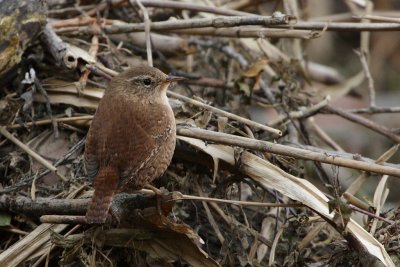 Eurasian Wren