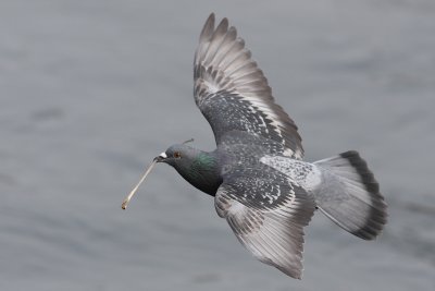 Feral Pigeon - In Flight