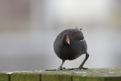 Common Moorhen