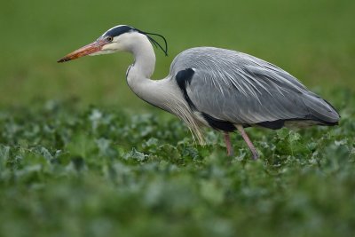 Grey heron, adult