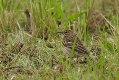 Tree Pipit