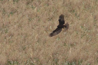 Marsh Harrier, immature