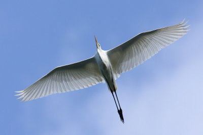 Great Egret