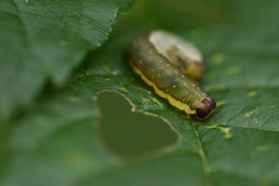 IMG_5746.JPG