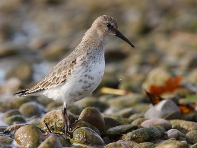 Dunlin