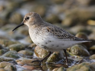 Dunlin