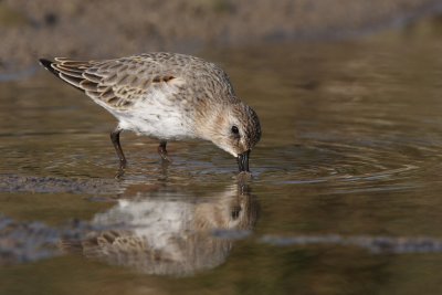 Dunlin - Feeding