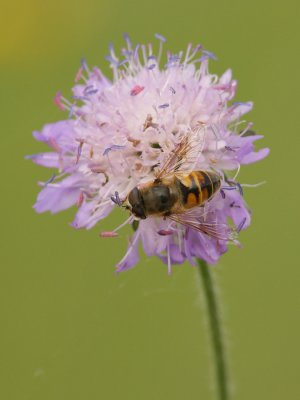 IMG_6836.JPG