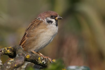 Tree Sparrow