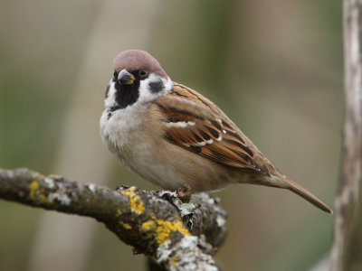 Tree Sparrow