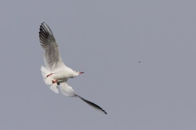 Black-headed gull, catching flies