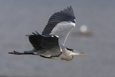Grey heron, immature