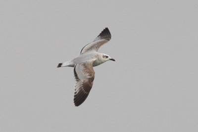 Mediterranean gull, 1Y