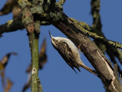Short-toed Treecreeper