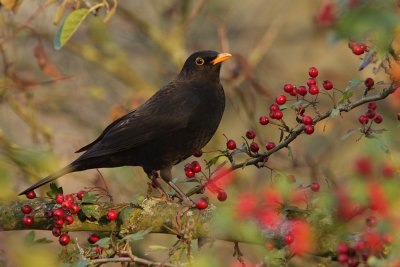 Common Blackbird, male