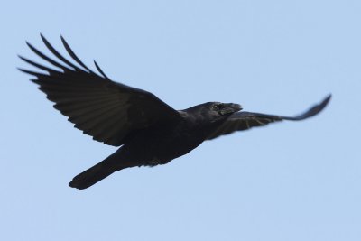 Carrion Crow - In Flight