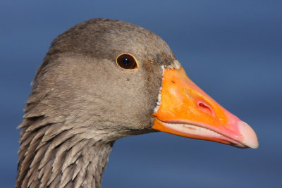 Greylag Goose - Portrait