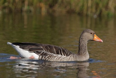 Greylag Goose