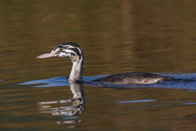 Great Crested Grebe, juvenile