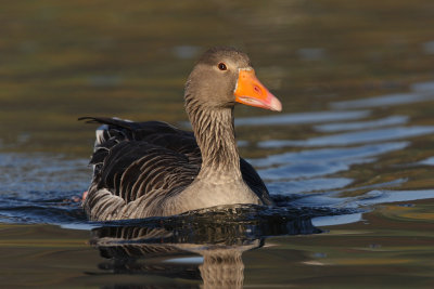 Greylag Goose