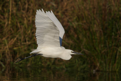 Little Egret