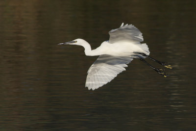 Little Egret