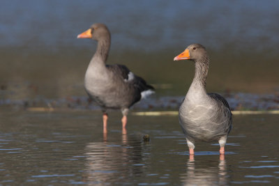 Greylag Goose