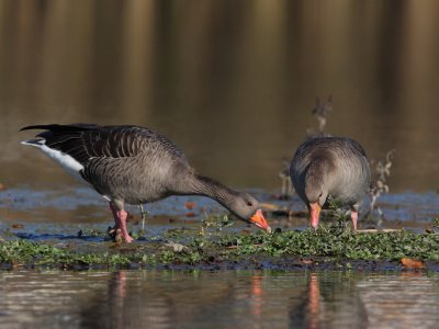 Greylag Goose