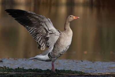 Greylag Goose - Preening