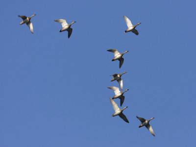 Gadwall