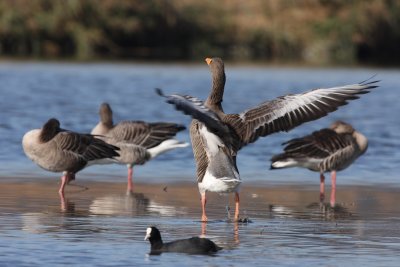 Greylag Geese