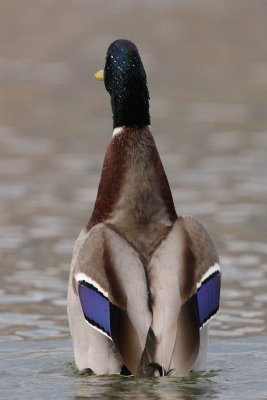 Mallard, male