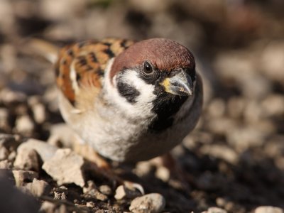 Tree Sparrow