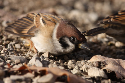 Tree Sparrow