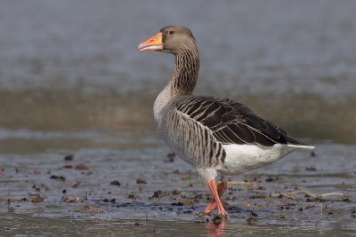 Greylag Goose