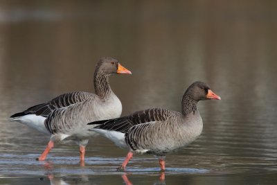 Greylag Goose