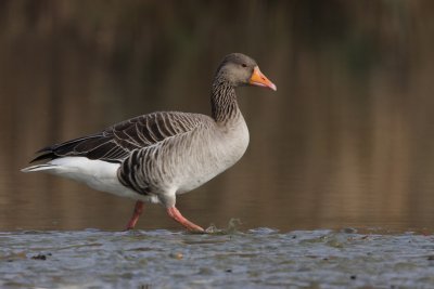 Greylag Goose