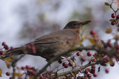 Common Blackbird, female