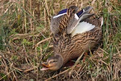Mallard, female