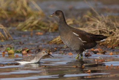 Dunlin