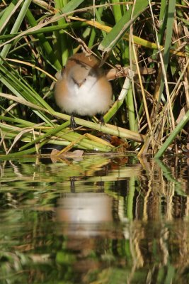 Bearded Reedling, female