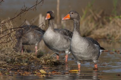 Greylag Geese