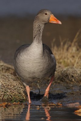 Greylag Goose