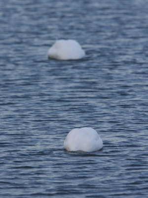 Mute Swan