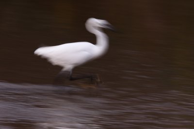 Little Egret, chasing