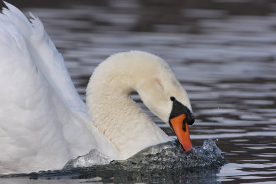 Mute Swan